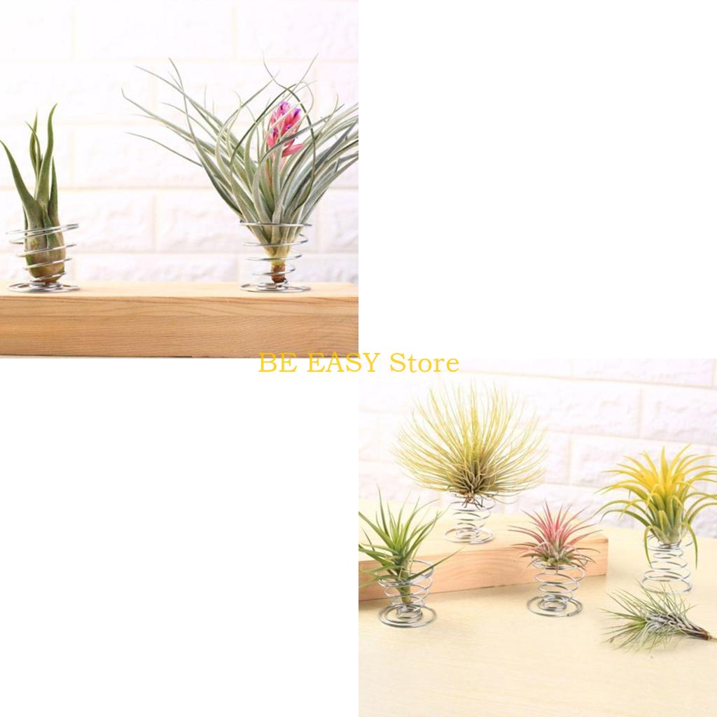 Air Plant Tillandsia - E28F Zestaw 20 żywych tropikalnych roślin