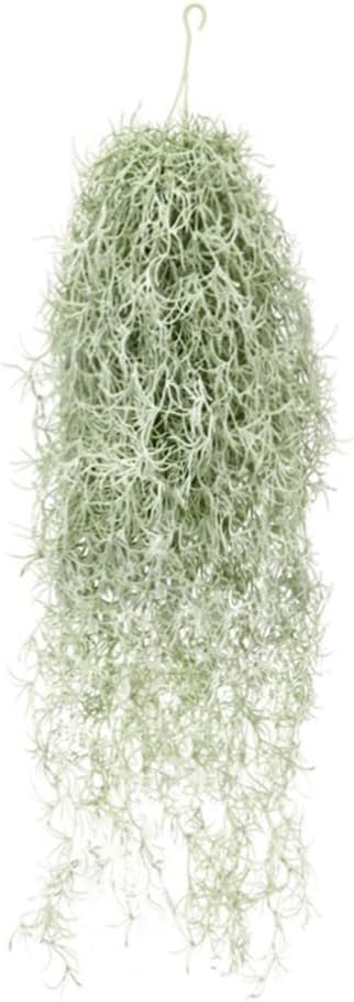 Air Plant Tillandsia - Sztuczne flokowanie Tillandsia rośliny powietrzne 31