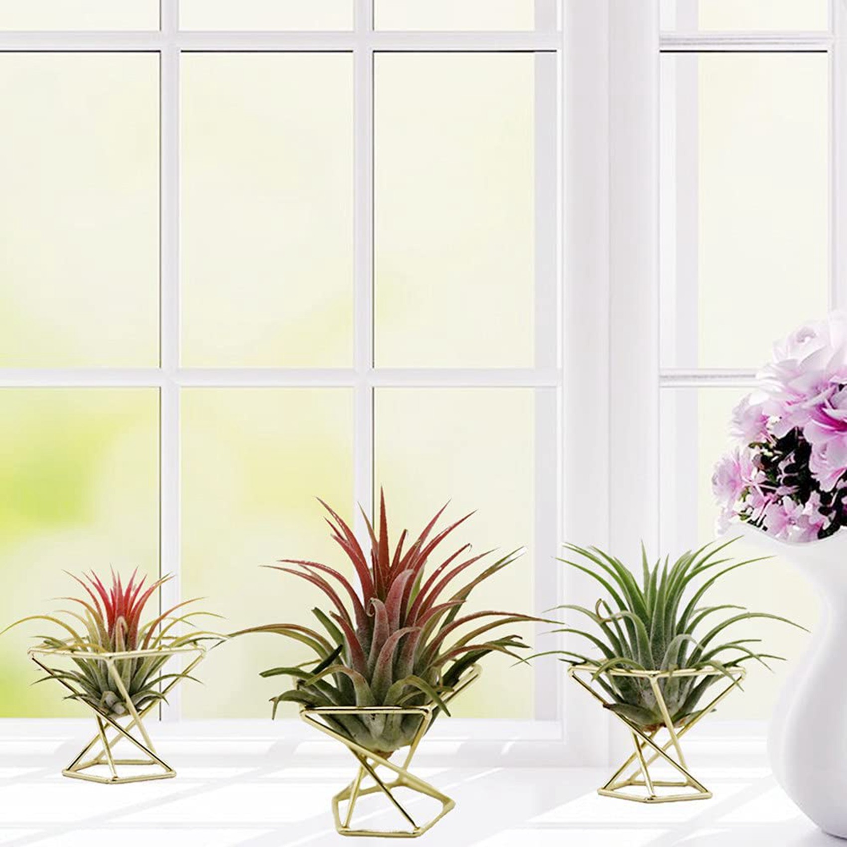 SYW-8 Szt. Geometryczne Stojak – Air Plant Tillandsia recenzja i cena