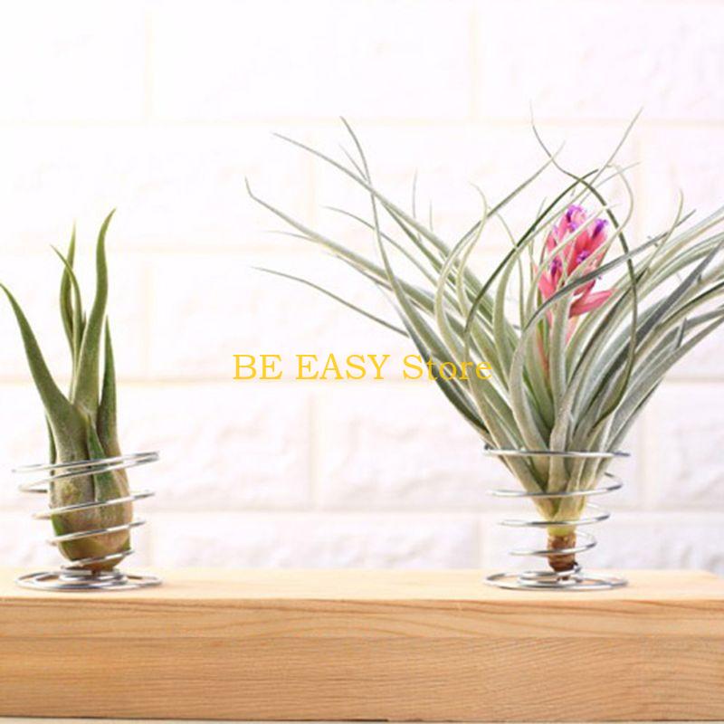E28F Zestaw 20 żywych tropikal – Air Plant Tillandsia recenzja i cena