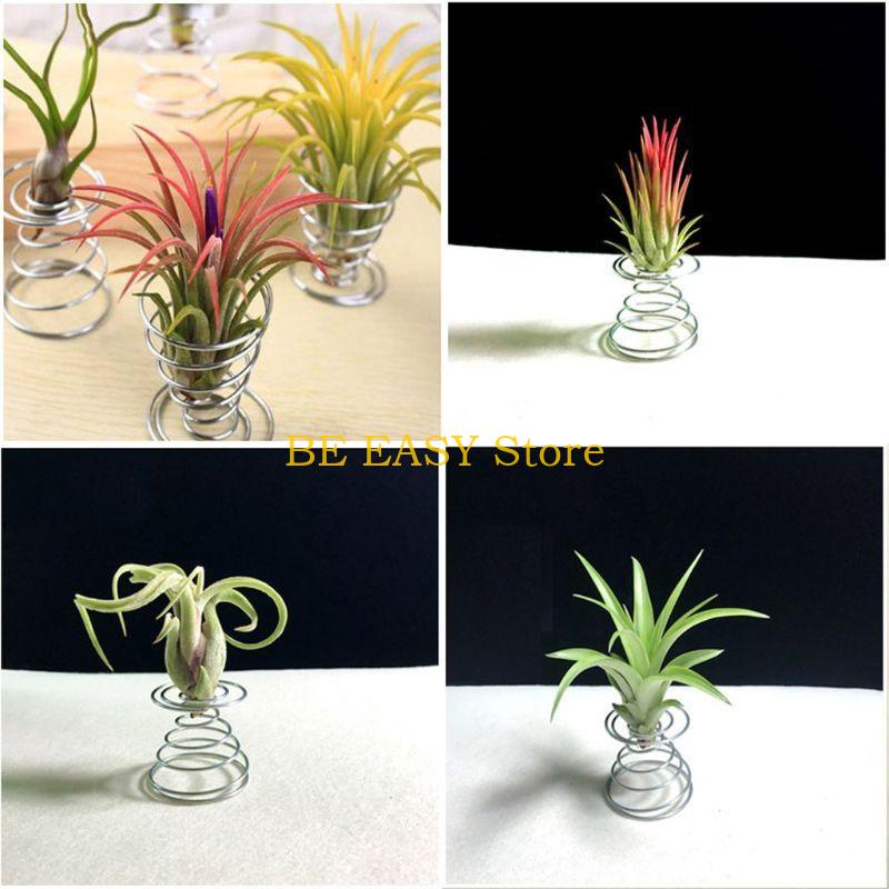 E28F Zestaw 20 żywych tropikal – Air Plant Tillandsia recenzja i cena