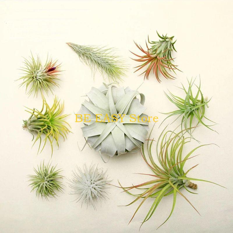 E28F Zestaw 20 żywych tropikal – Air Plant Tillandsia recenzja i cena