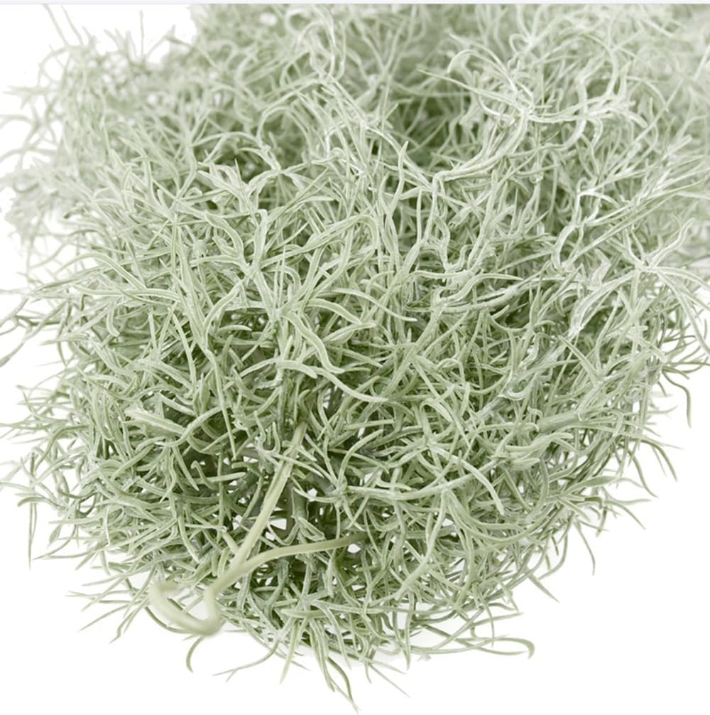 Sztuczne flokowanie Tillandsia – Air Plant Tillandsia recenzja i cena
