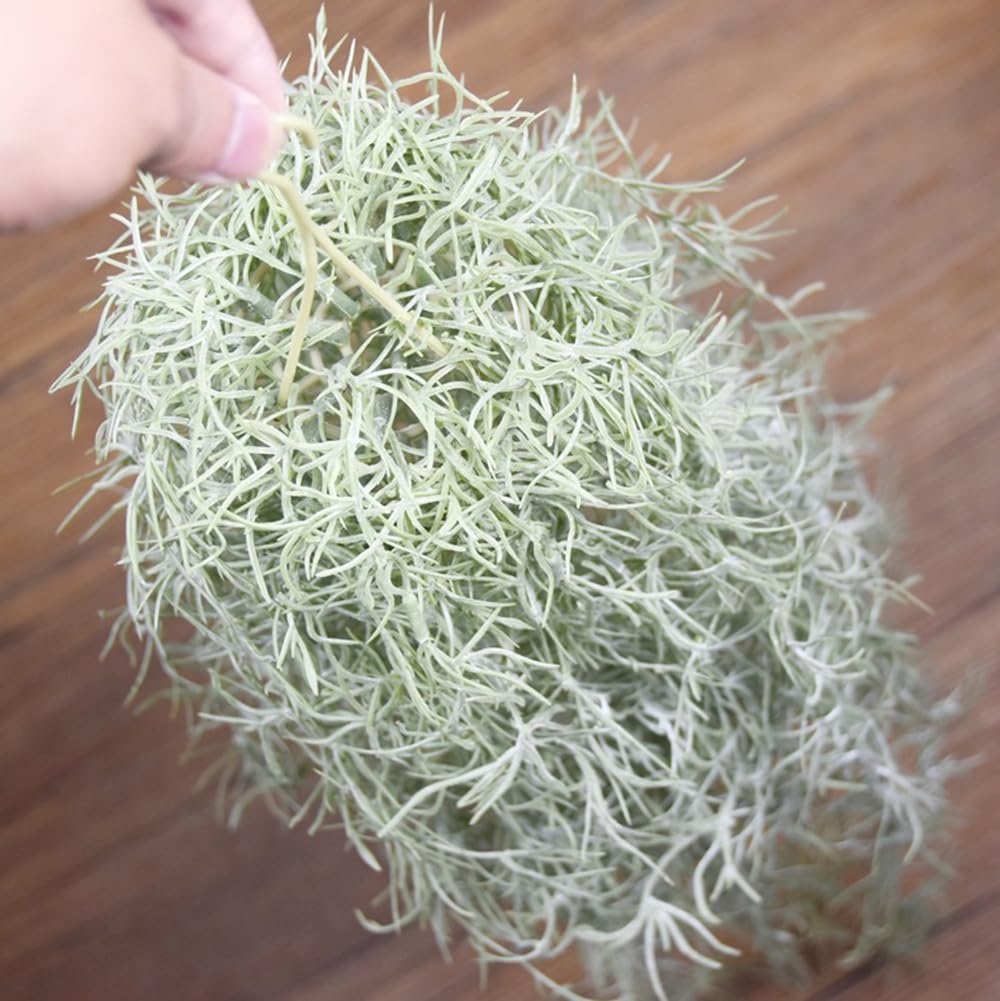 Sztuczne flokowanie Tillandsia – Air Plant Tillandsia recenzja i cena