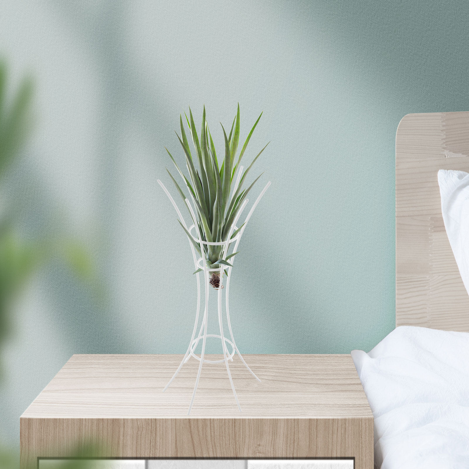 Stojak na rośliny powietrzne,  – Air Plant Tillandsia recenzja i cena