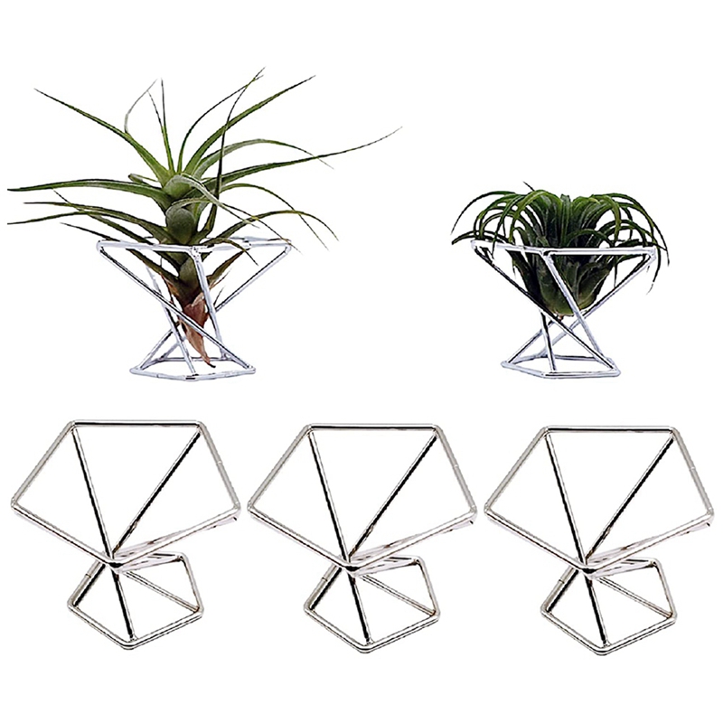 Zestaw 5 uchwytów na rośliny p – Air Plant Tillandsia recenzja i cena