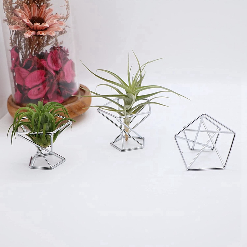 Zestaw 5 uchwytów na rośliny p – Air Plant Tillandsia recenzja i cena