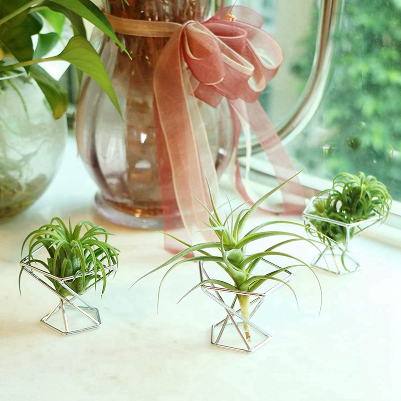 Zestaw 5 uchwytów na rośliny p – Air Plant Tillandsia recenzja i cena