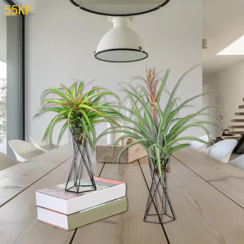 55 kF Nordic Air Plant Holder  – Air Plant Tillandsia recenzja i cena
