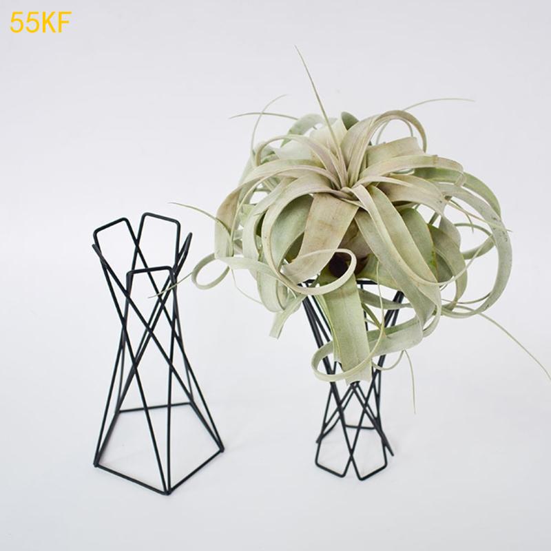 55 kF Nordic Air Plant Holder  – Air Plant Tillandsia recenzja i cena